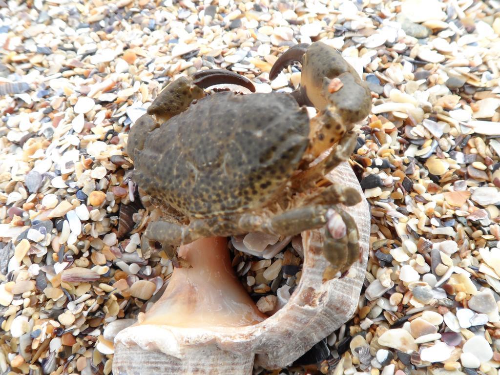 Vilele Brise De Mer Două Mai Kültér fotó